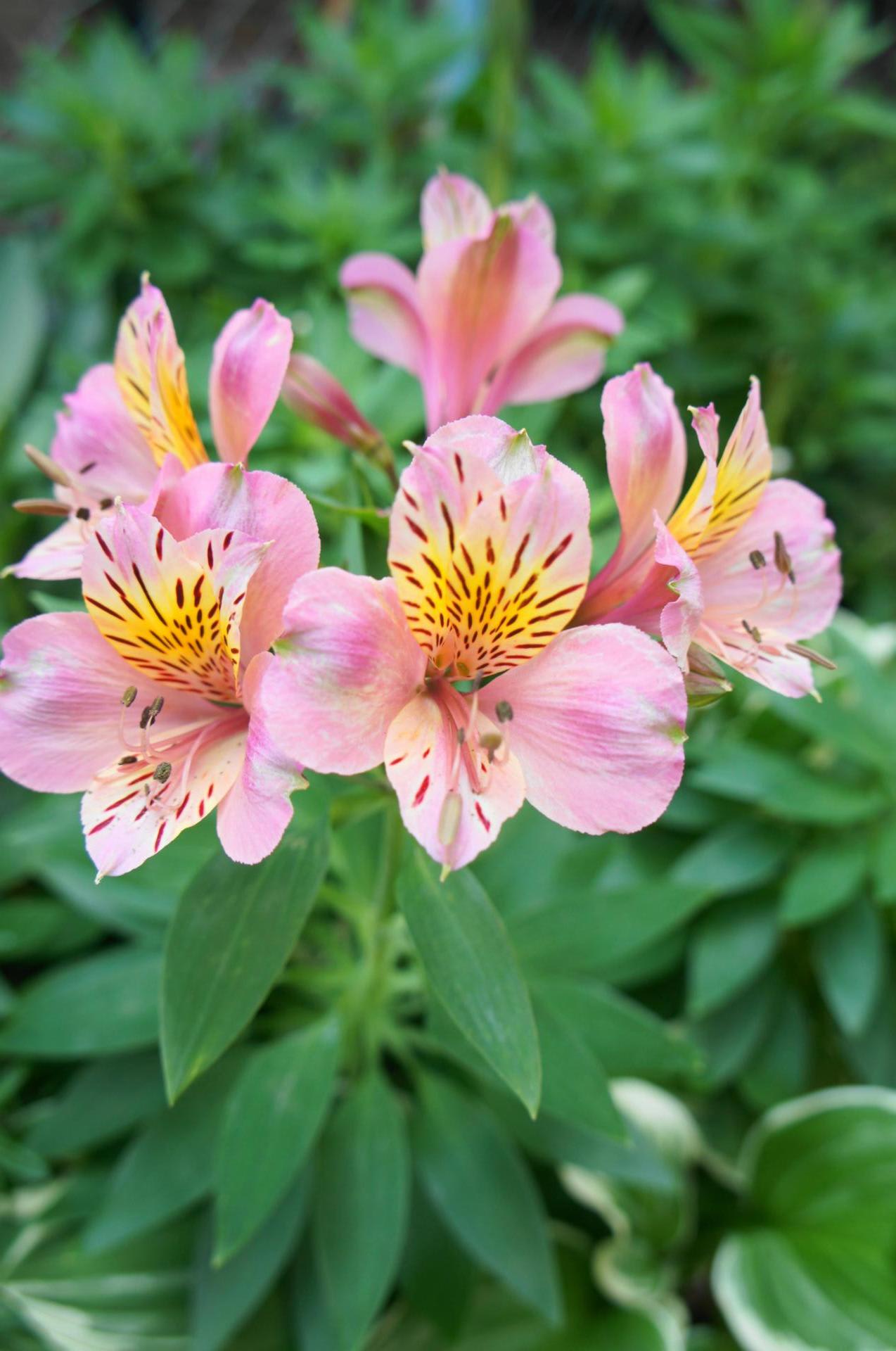今日の一花 アリストロメリアがステキ 今日はこんなものを作りました 今日の一花 アリストロメリアがステキ 今日はこんなものを作りました