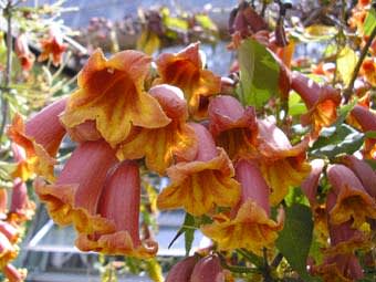 カレーの匂い のする花 カラマツの下の花畑
