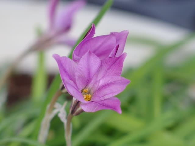 イフェイオン(ハナニラ)