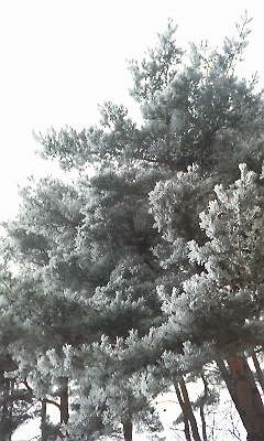 枝が凍って真っ白だ！