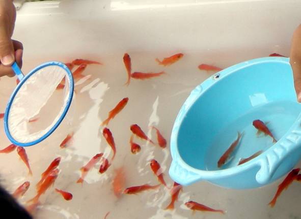 0903 金魚すくい2 週末パパ 0903 金魚すくい2 週末パパ