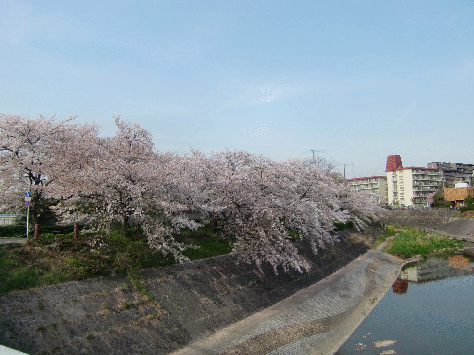 SAKURAの下でランチ～☆２０１３の画像