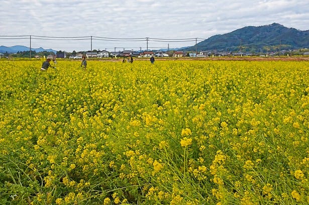 千葉県 鴨川市 菜な畑ロード の菜の花 散歩 旅行そして海外滞在の写真備忘録