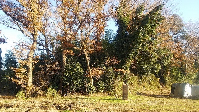 12月15日 草木灰作り開始 ビギナーの家庭菜園