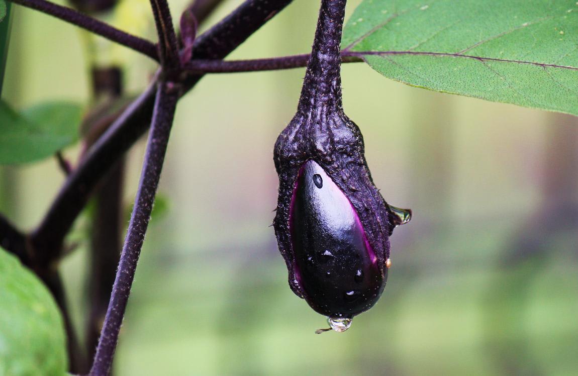 わが家のポット菜園の画像