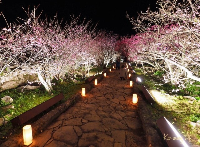 今帰仁グスク桜まつり 桜のライトアップ 桜は八分咲きでした 沖縄旅ブログ 北海道 沖縄本島 八重山 北海道 一人旅 写真旅