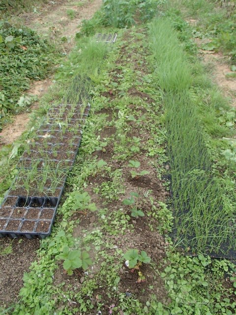 タマネギ育苗床にイチゴ ニンニクを植える 無農薬 自然菜園 自然農法 自然農 で 自給自足life 持続可能で豊かで自然な暮らしの分かち合い