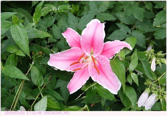 ユリ ピンク色の花で縁取りは白い花 散歩写真