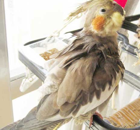 鉛筆で鳥を描こう 第0回目 鳥道楽 ネケネケ