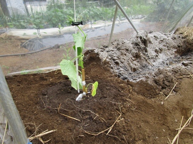 6月1日 主枝が折れたキュウリ苗復活 定植 ビギナーの家庭菜園