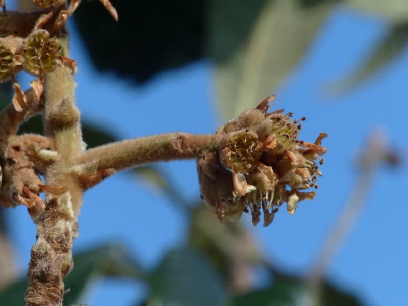 ビワ 枇杷 Hayashi No Ko ビワ 枇杷 Hayashi No Ko