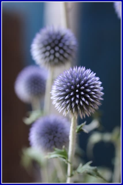 瑠璃玉薊 庭の花 流れのままに