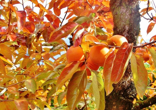 柿の葉の紅葉 柿の実 カキノキ科 ひげ爺さんのお散歩日記 ３