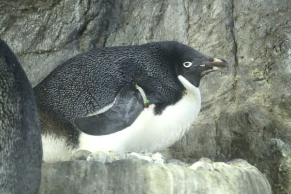 アデリーペンギンの赤ちゃん ペンギン音頭