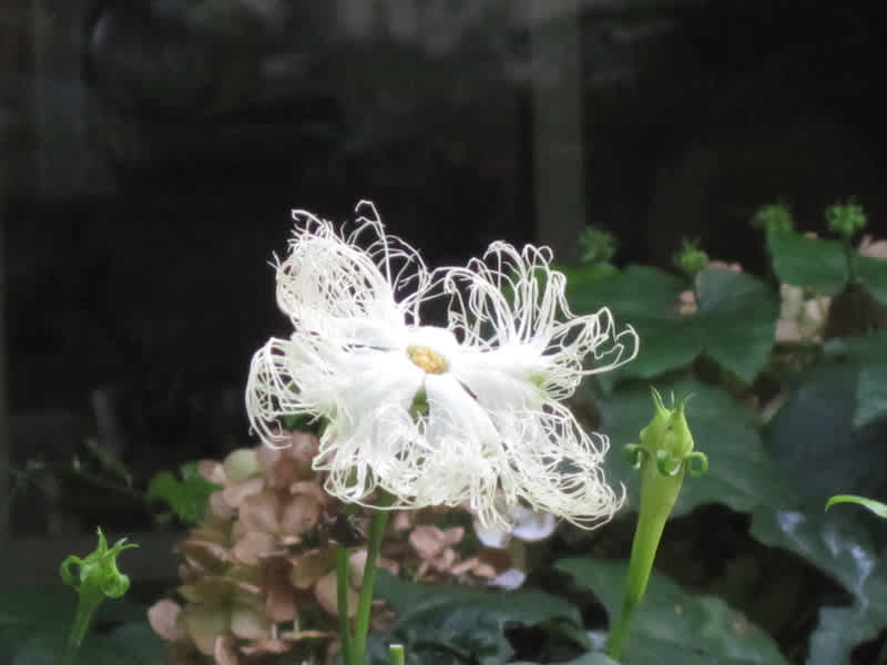この繊細な羽毛のような花をご存知でしょうか 後藤和弘のブログ