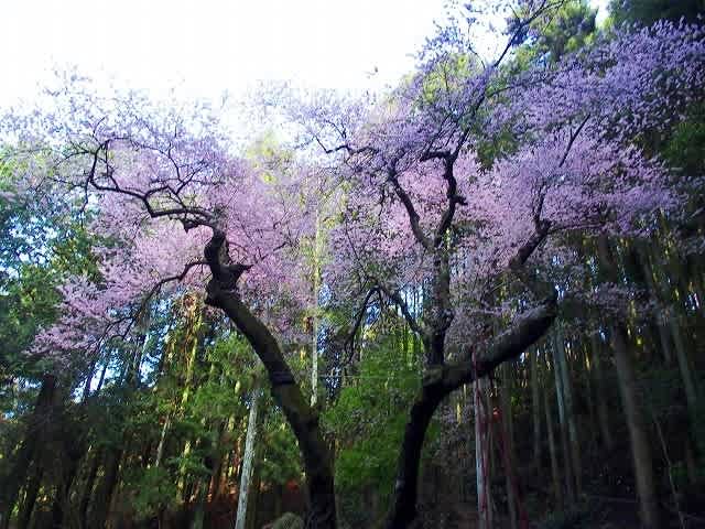 福智山 虎尾桜 源氏桜 平氏桜 満開 桜ん坊の山歩物語