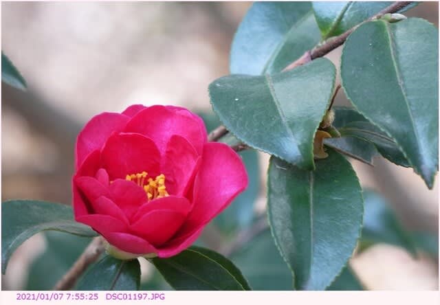 カンツバキ 寒椿 紅色の八重咲 散歩写真