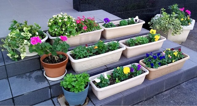 プランターの花を冬 春用に植え替えました 令和２年１０月下旬 タケさんのブログ