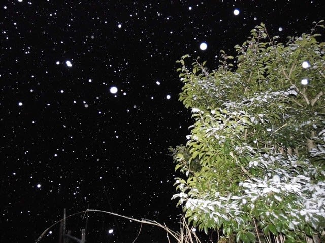 令和2年3月15日 激しく降る雪の夜に とくしま山だより