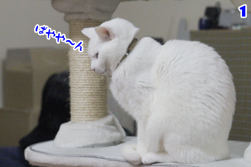 11年1月のブログ記事一覧 ねこのひとりごと 11年1月のブログ記事一覧 ねこのひとりごと
