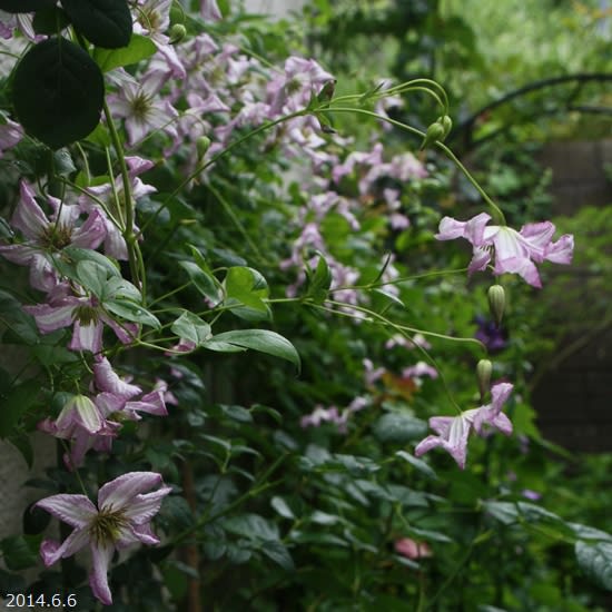 クレマチスの咲く半日陰の庭 M S Small Garden Milky Mamaの小さな庭