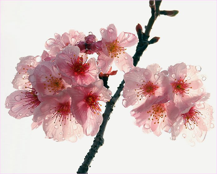 雨に濡れた桜を透過光で撮影 たろすけ大分 雑感日記