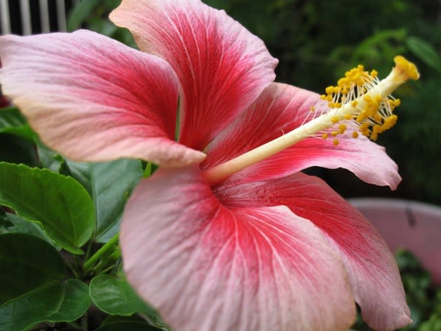 ハイビスカス A子の花園