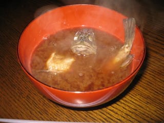 愛知知多産カサゴ ガシラ の味噌汁 くいしんぼうのひとりごと