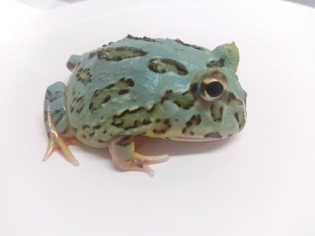 つぶちゃん