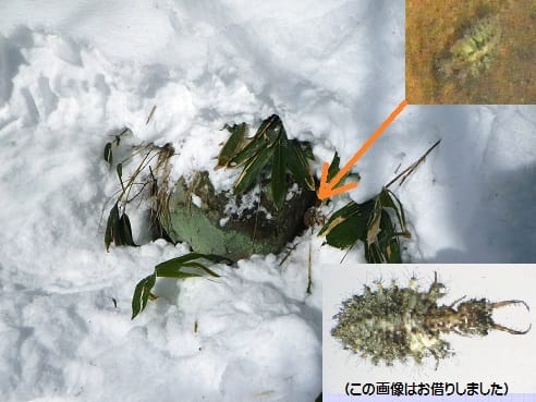 冬の生き物観察会 信州自由人 冬の生き物観察会 信州自由人