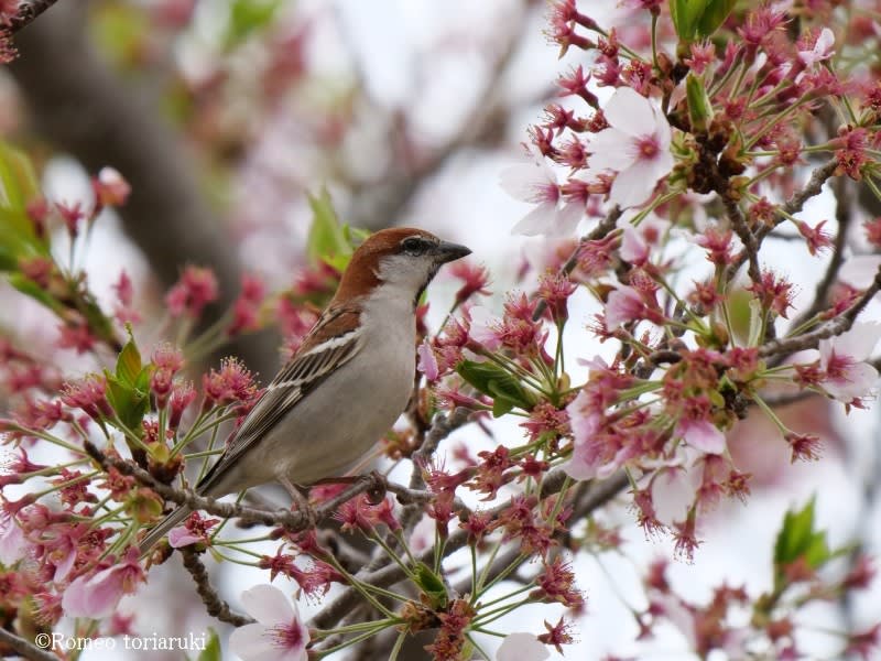 散りゆく桜と鳥たち - 気楽にとり(鳥＆撮り)歩き