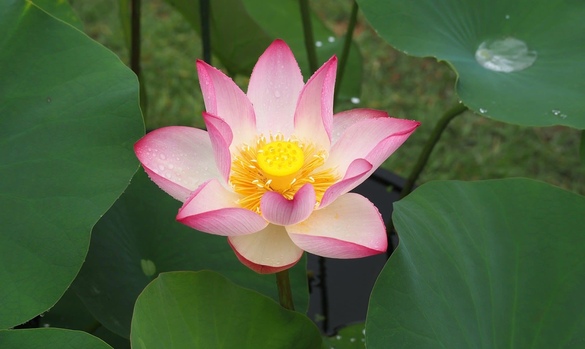 植物園のハス続々開花中 京都で定年後生活 植物園のハス続々開花中 京都で定年後生活