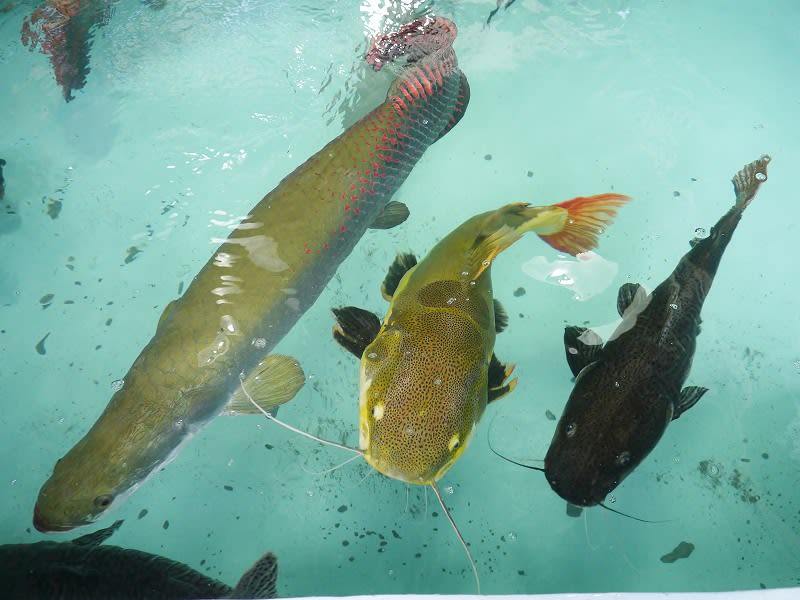 モンスターフィッシュ レッドテールキャット 大型魚飼育 In 神秘の国インドネシア