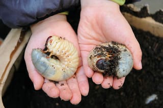 カブトムシ 育て 方 幼虫