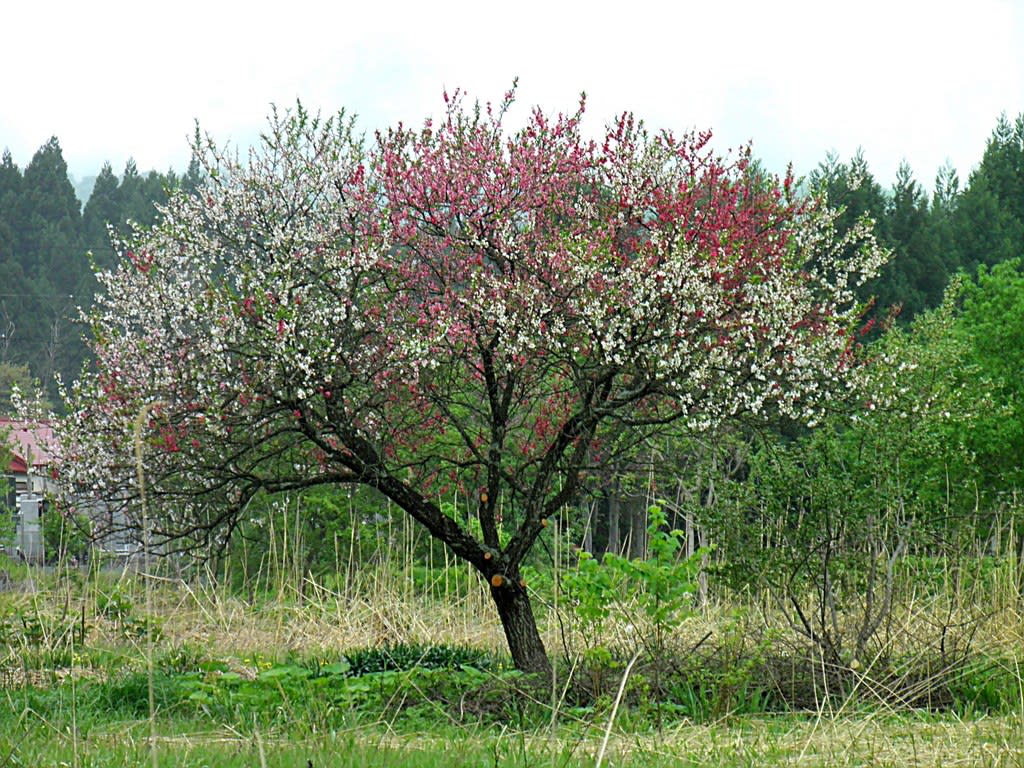 銀杏木の三色桃の花 まさか 1本の桃の木から三色の花びら 下北半島とのんびりオートバイ