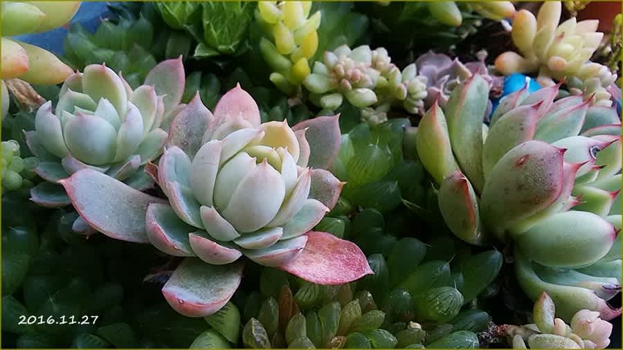 凍ったハオとすみれ牡丹のその後 M S Small Garden Milky Mamaの小さな庭 凍ったハオとすみれ牡丹のその後 M S Small Garden Milky Mamaの小さな庭
