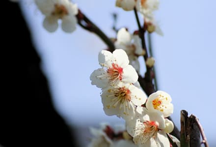 花が