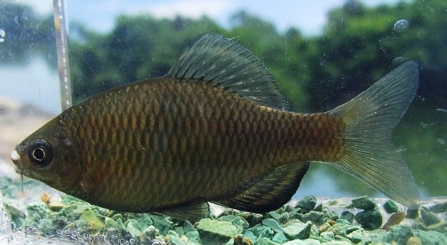 タナゴ類５種ラインアップ - 私魚人（あいうおんちゅ）～定年親父の魚 