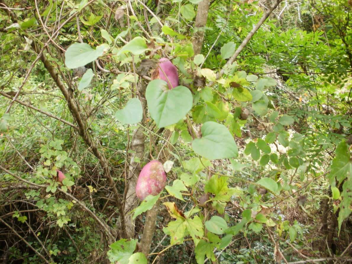 あけび 木通 採りに山に入る 勁草丸 デゲロ28 でスローな人生の楽しい航海へ