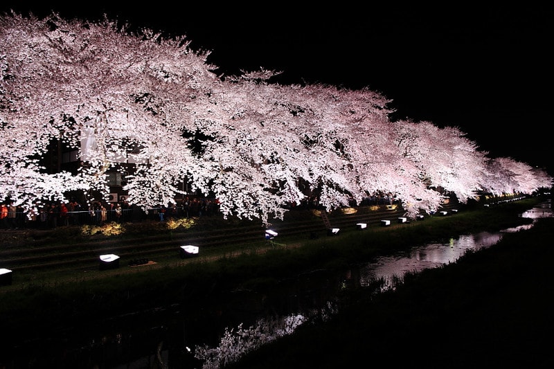 野川の桜 一夜限りのライトアップ ソラノカケラ