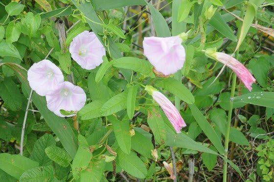 ヒルガオ コヒルガオ 物臭狸の 花日記