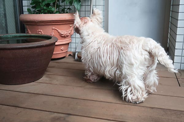 19年6月のブログ記事一覧 涼麻が行く 白犬ウエスティの のんきな生活