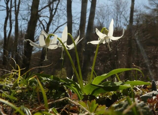 値下げ 早い者勝ち 売り切れ 絶版 入手困難 授業改善 やまなし