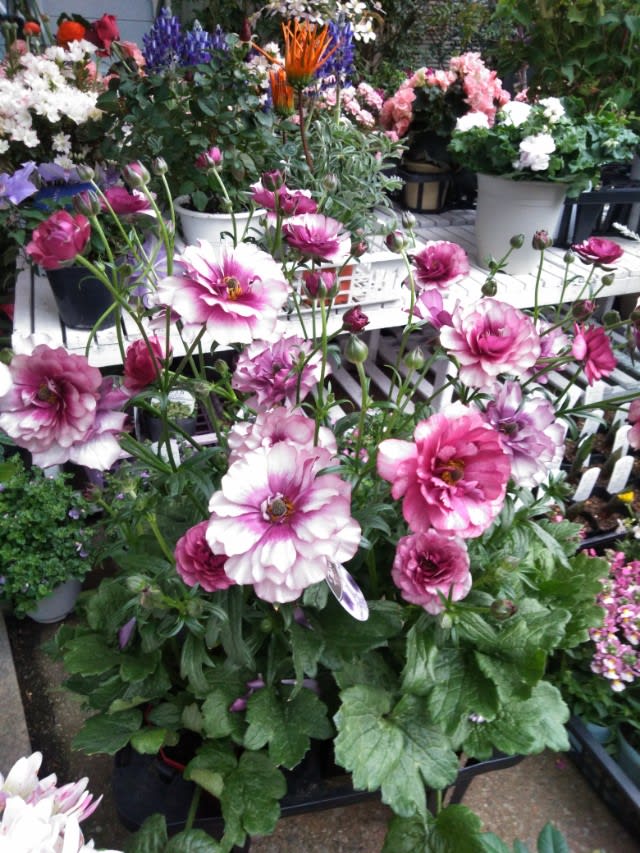希少美麗な紫のラナンキュラスラックス ティーバ イングリットバーグマン 栄誉の殿堂入りの名花 Nae 苗 多肉ガーデン ブログ