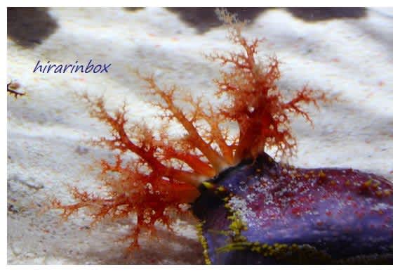 ニフレルの生き物 ひらりん気まま日記 ニフレルの生き物 ひらりん気まま日記