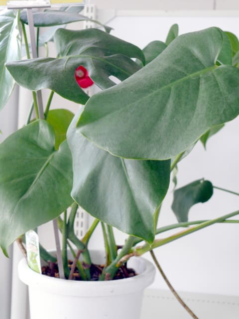 世界の椿館 碁石 の観葉植物 モンステラ アダンソニー 14年12月10日 水 Peaの植物図鑑
