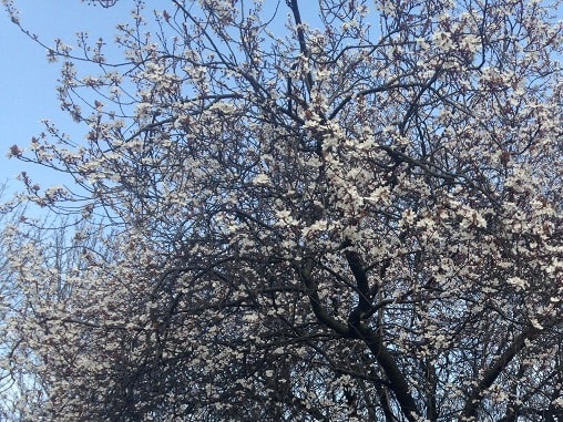 アーモンドの花咲く そして桜は １ パリから 日本の子どもたちへ