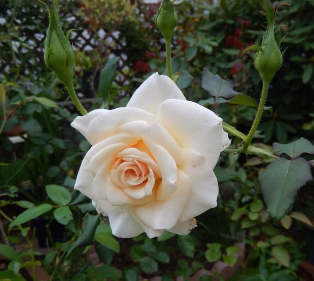 バラ 薔薇 植物大好き 出会い ときめき 癒し バラ 薔薇 植物大好き 出会い ときめき 癒し