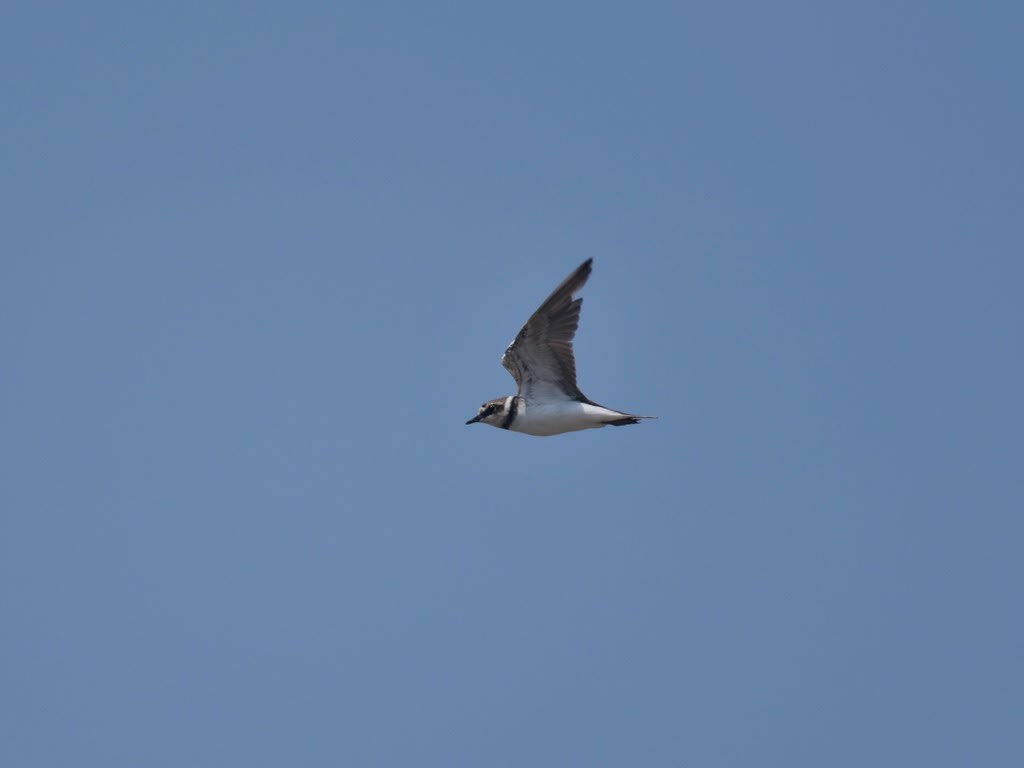 コチドリ 飛翔 新潟の野鳥 フィールドノート