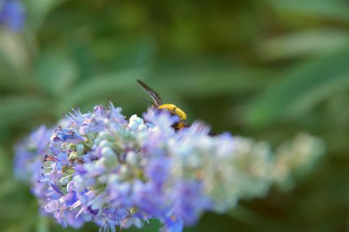 bee020.jpg: 花陰からのぞくクマバチ